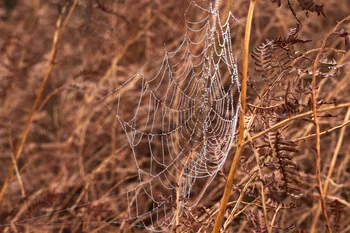 Droplets on spider web in autumn.jpg